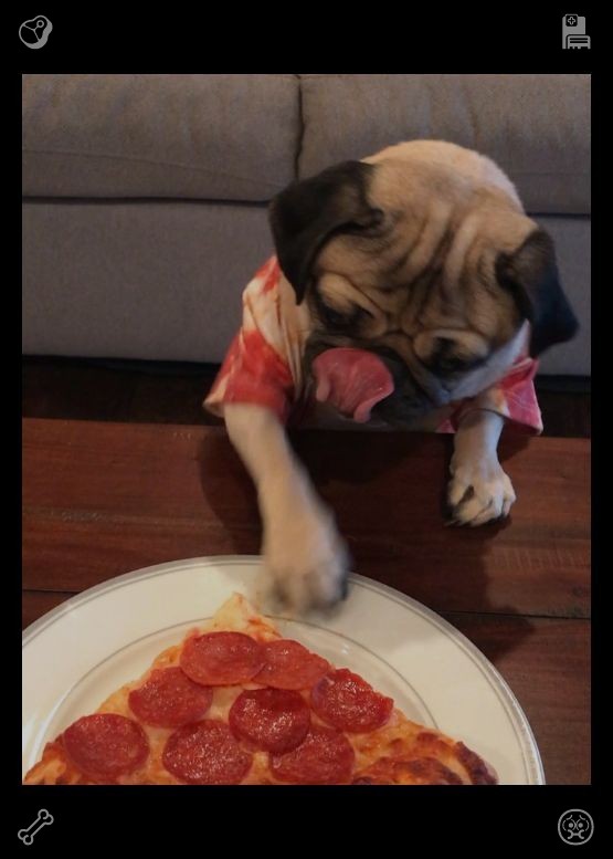 lllleeeeez's tweet photo. A dog runs freely in the park. Mid-summer dragon fruits are fresh, tender, and mildly sweet without being greasy. Their low-calorie, refreshing flavor aligns perfectly with summer's light dietary trends. https://t.co/ZBA0J9bRhu