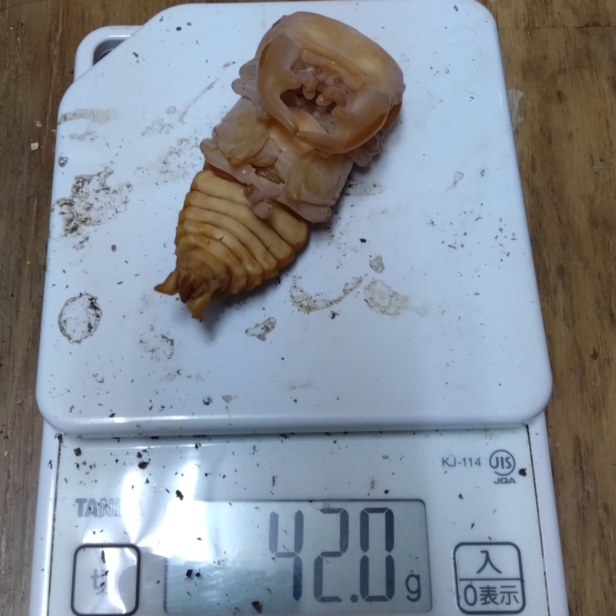 ArmorS2024's tweet photo. インドアンタエウス(サディア)40ｇ台の蛹は今回のを含めて現在3頭出ています。
うわへへｗｗコンピュータが弾き出したデータによりますと、これらの蛹の予想サイズは93～96㎜でございますじゃ。ｗｗ🐙
ダニィ！？イェイ！イイナ！

＃アンタエウスオオクワガタ　＃クワガタ　＃安達佑實大鍬形蟲 https://t.co/BJyDcx2MvJ