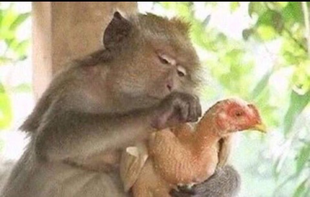 SNtshingilar's tweet photo. @joy_zelda Ngabe ngyakzwela manje ngoba uyam'recorda and worse uze uyam'trend'isa that should be enough reason to kick her out of his house https://t.co/Vaex39gWJK