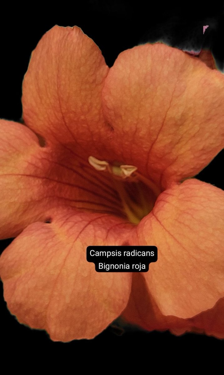 elpicapedrero's tweet photo. Campsis radicans
Bignonia roja

#Campsisradicans
#Bignoniaroja
-------------
#Cascante
#huertoto
#doseuros
#Julio2026
#verano2026
#unafloraldia

@seguidores 

202607092230 https://t.co/XrgmsoWxwn
