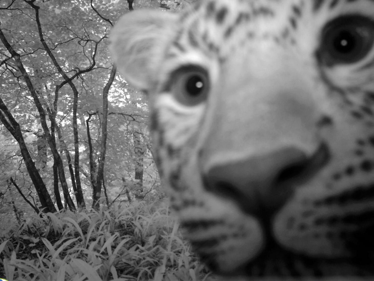 Trail_Cams's tweet photo. https://t.co/0tzXcnCkpP