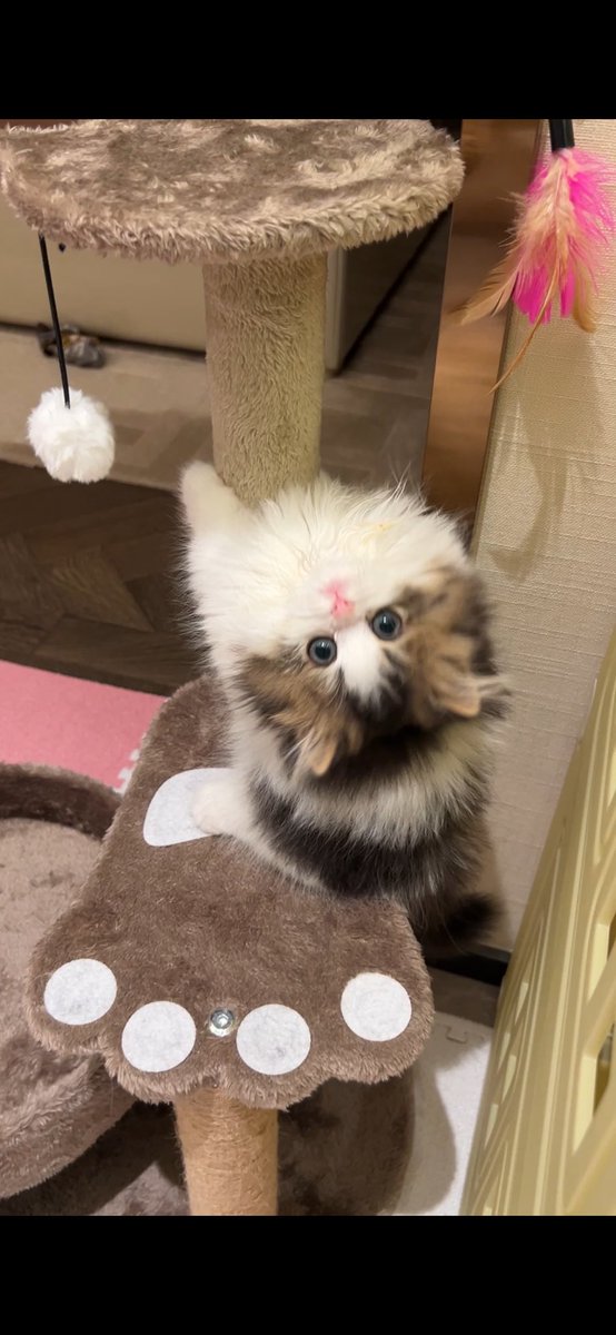 shirobabu's tweet photo. 子猫期みるたん(* ´  ` *)ᐝｲﾔｼ♡ https://t.co/URNilkUz6N