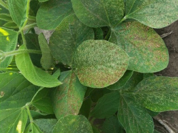 K-State Agronomy tweet media