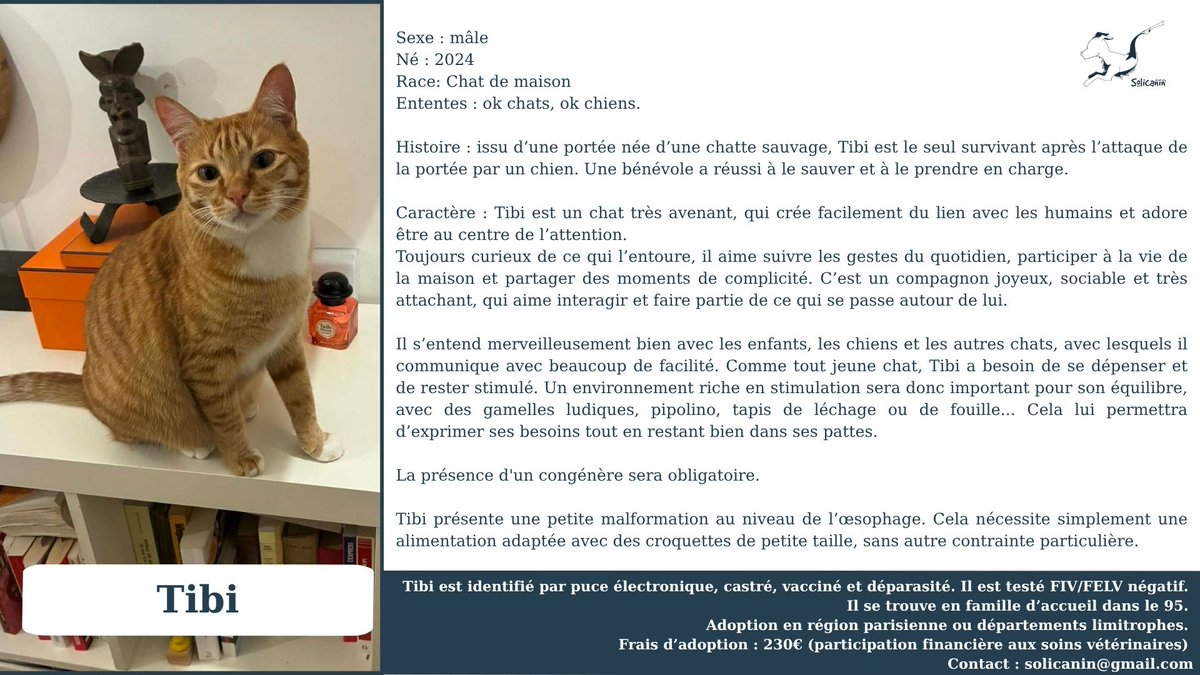 solicanin's tweet photo. Tibi à l'adoption 🐾   

solicanin@gmail.com   
 
#chat #adoption https://t.co/l8RkVub3Ha