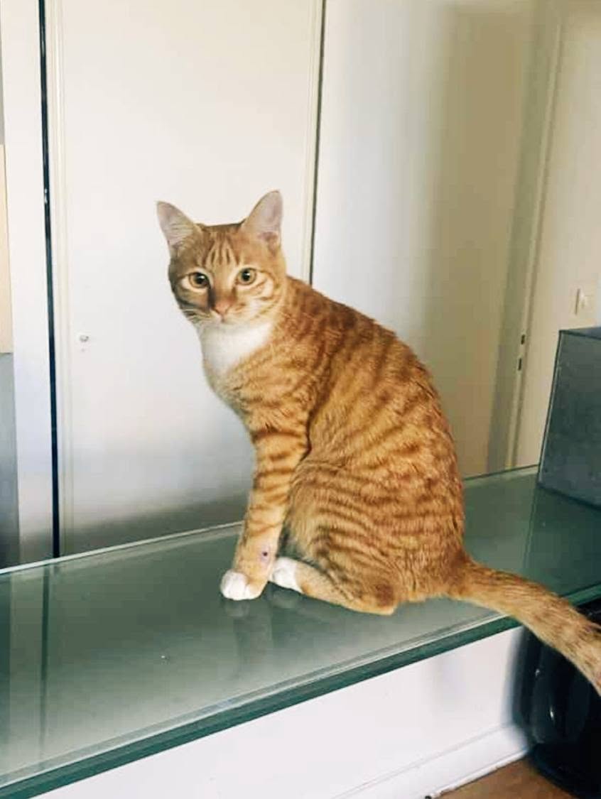 solicanin's tweet photo. Tibi à l'adoption 🐾   

solicanin@gmail.com   
 
#chat #adoption https://t.co/l8RkVub3Ha