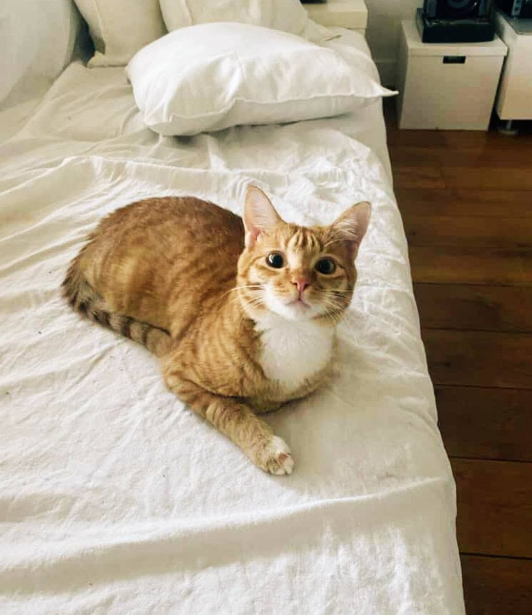 solicanin's tweet photo. Tibi à l'adoption 🐾   

solicanin@gmail.com   
 
#chat #adoption https://t.co/l8RkVub3Ha