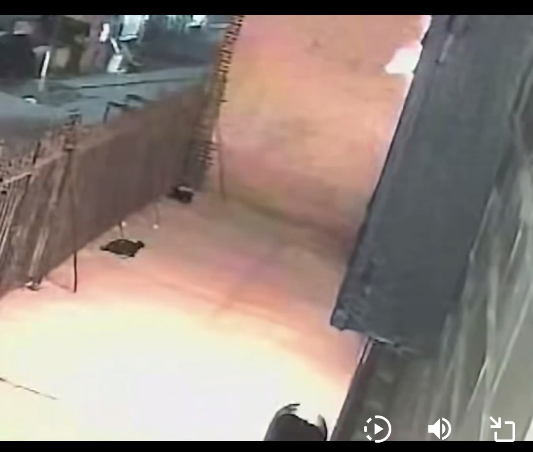 HCnightowl's tweet photo. @EndWokeness A mama cat and her kittens were trapped behind this wall as the molotov hit 🥺😤 https://t.co/8O9pdJFhU2