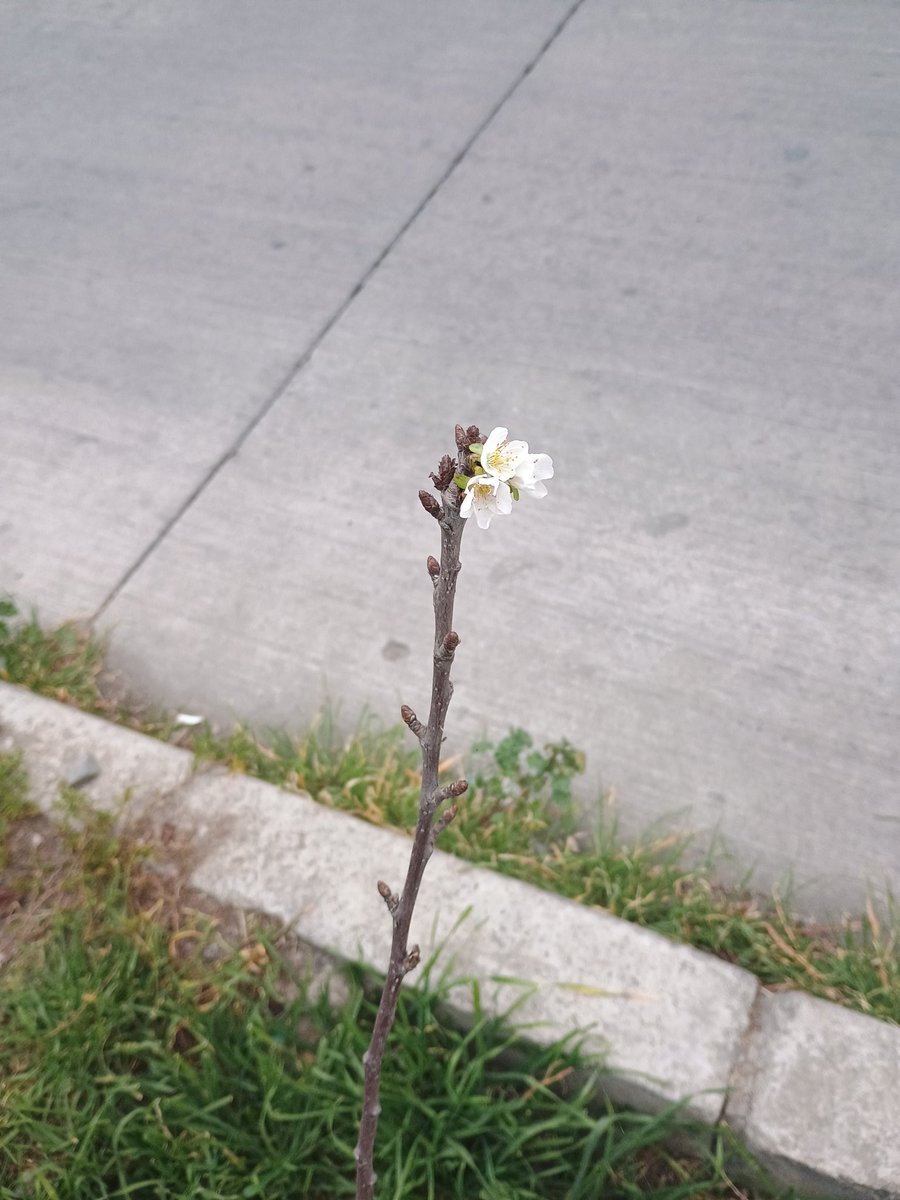 DOG21G's tweet photo. La primavera se adelantó. https://t.co/1XqT9S038x