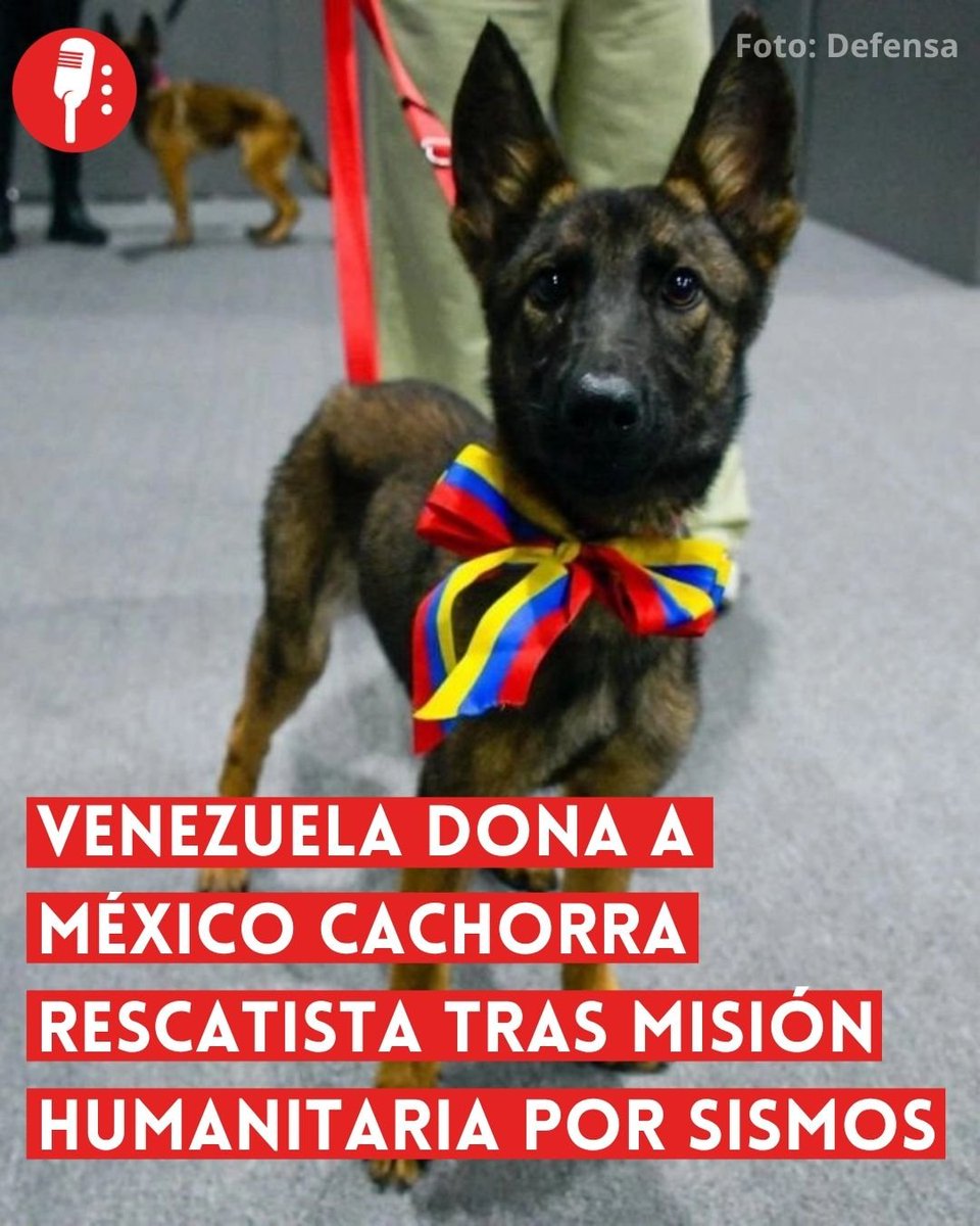 ReporterosMX_'s tweet photo. ⭕ OJO | VENEZUELA DONA A MÉXICO CACHORRA RESCATISTA TRAS MISIÓN HUMANITARIA POR SISMOS

Como muestra de gratitud por el apoyo brindado por México tras los sismos registrados en Venezuela el pasado 24 de junio, el gobierno venezolano entregó al Ejército Mexicano una cachorra de raza belga malinois, destinada a integrarse a las labores de búsqueda y rescate. https://t.co/kCZVp5Ltyo
