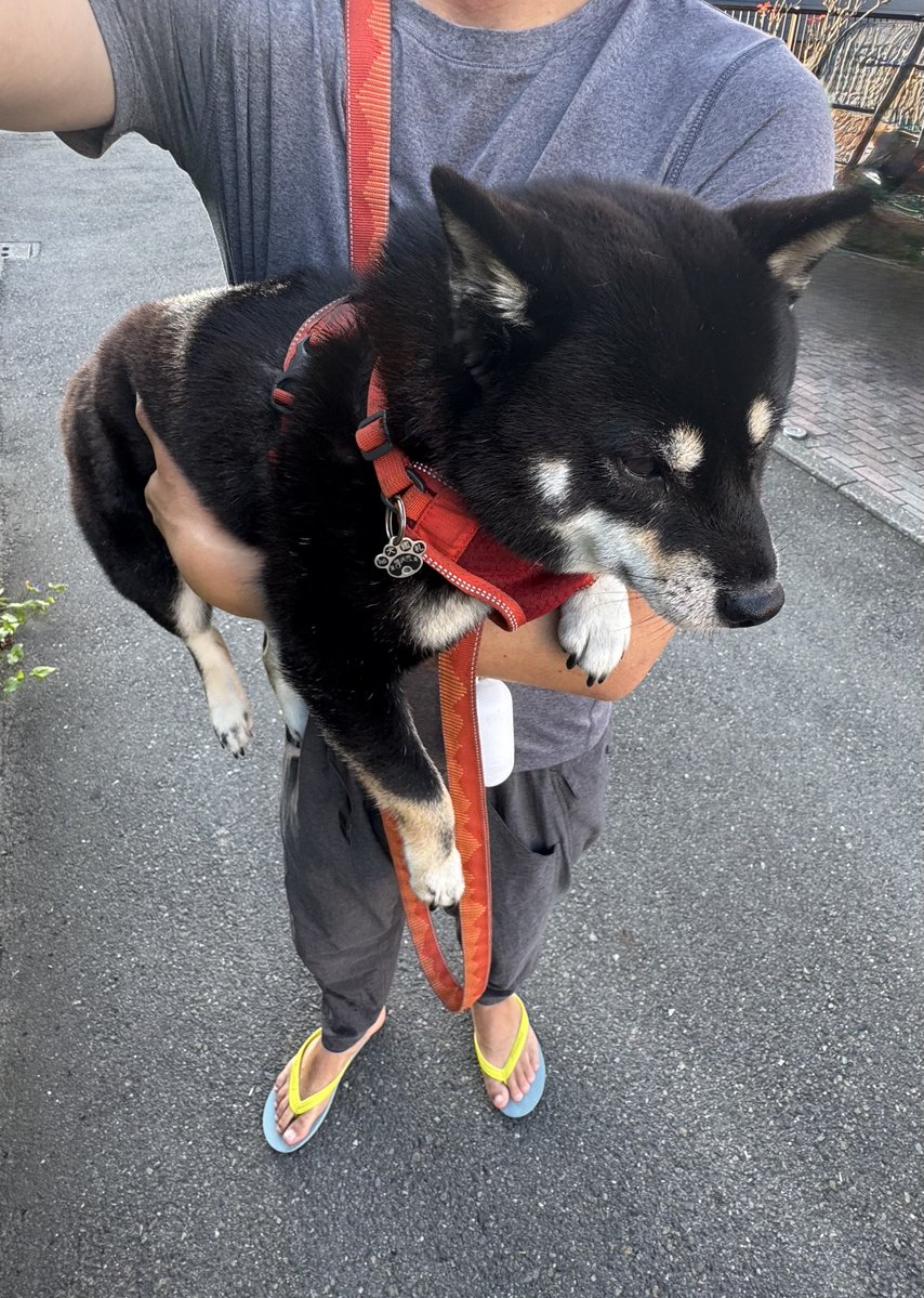 10chf's tweet photo. 「6時前は涼しくて散歩にいいね」
「だこちて」 https://t.co/yK0P8bkOB3