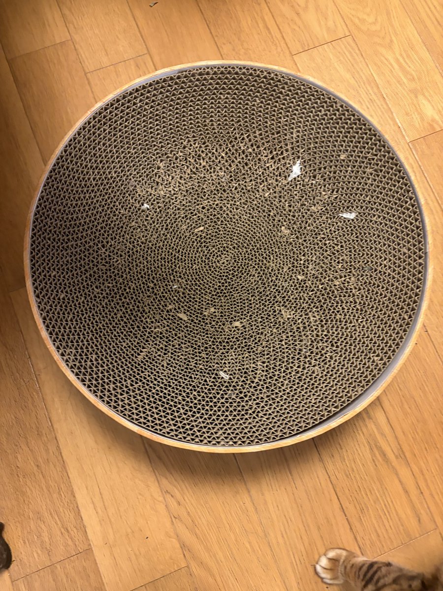 maimon02's tweet photo. 猫壱のバリバリボウルが！！

朝起きたら
バランバランボウルに変化した😂
犯ニャンは誰かわからん…

きっと楽しく遊んだに違いない…
まだ二週間しか使ってないのに🥹 https://t.co/vf1Wzh0ynQ