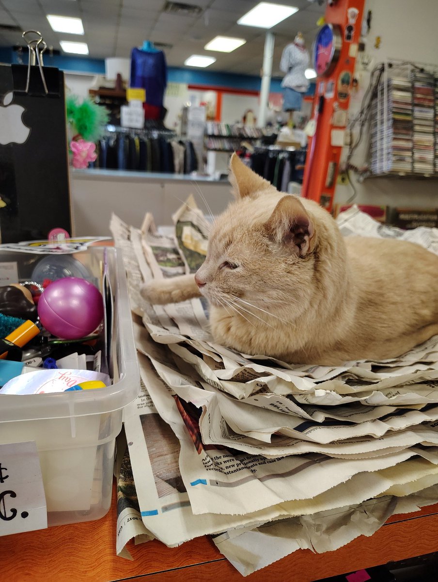 mute_irl's tweet photo. Thrift shop kitty! https://t.co/D273urpCMu