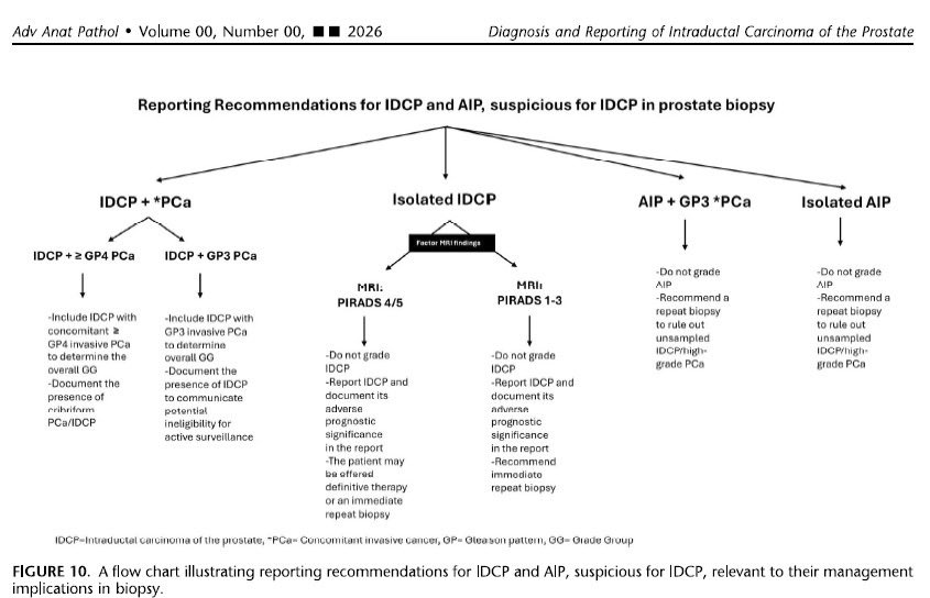 rajalbshah's tweet photo. Hot from Press of Advances in Anatomic Pathology! Based on the latest guidelines from joint GUPS/ISUP Expert Consultation, this highly illustrative guide on Intraductal Carcinoma of the prostate offers a unified framework to reduce variation and optimize patient management https://t.co/pjOoyIDNlS