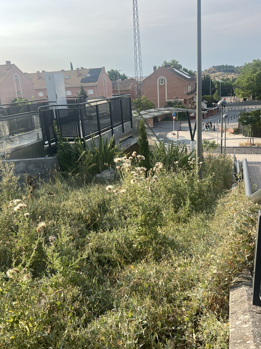 velezpsoe's tweet photo. El estado de los jardines del entorno del ascensor de la ladera Norte de Parquesol es lamentable, absolutamente abandonado. Con cardos de hasta 1 metro.
Esta dejadez y abandono de los jardines por parte del gobierno municipal es de vergüenza https://t.co/ZqyGsHNl1b