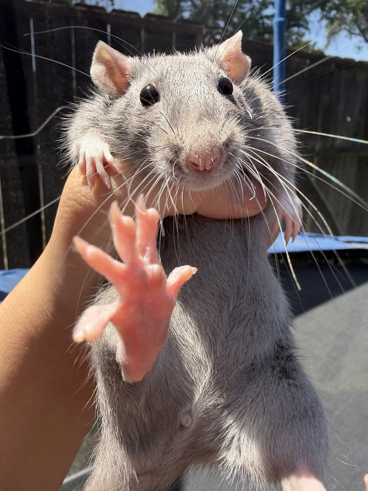 fluffygirlpaws's tweet photo. "guh.... i can't seem to remember what 2 + 2 is....."

my oh so intelligent rat companion: https://t.co/1tHpBX5kcy