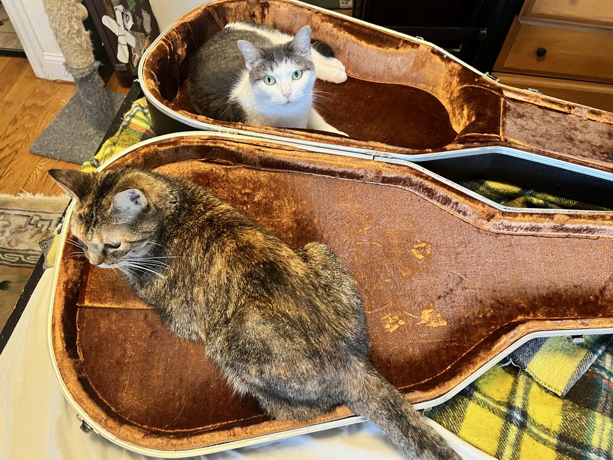EricBlairWriter's tweet photo. How do I achieve my unique guitar tone, you ask? Copious amounts of cat hair! https://t.co/fHCDF70KAN