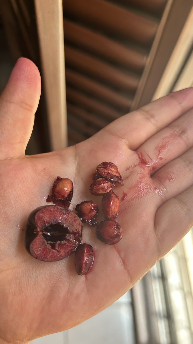 _someonenice's tweet photo. cherry seeds reminded me of when I lose blood once a month https://t.co/zZKSvCp9Yk