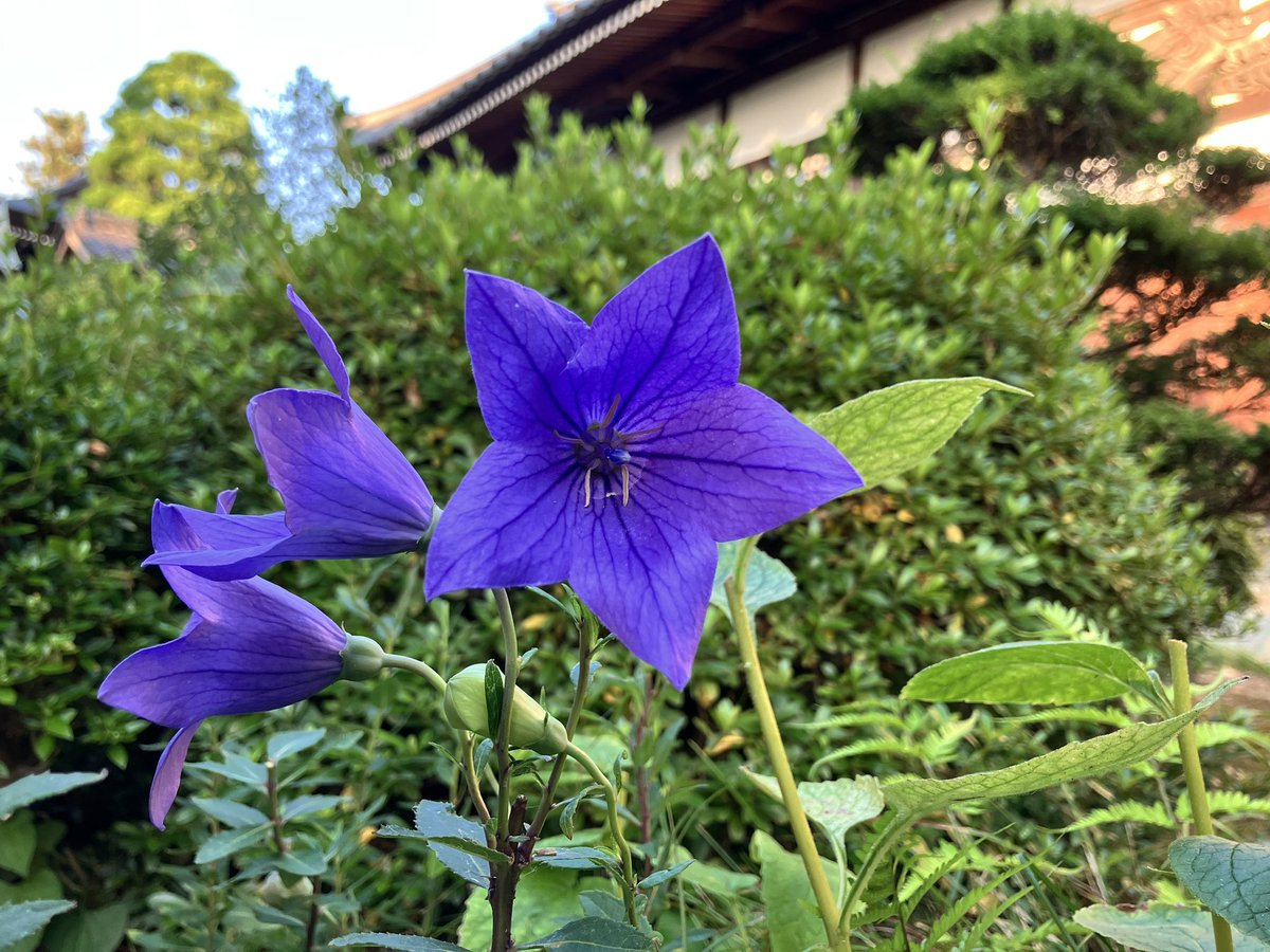 shirasuke's tweet photo. おはようございます
小暑の候、桔梗の花も咲きました

みなさまのお参りを、紫陽花と一緒にお待ちしてます^_^

水分補給で過ごしましょう

なむ https://t.co/Bf8b90BprF