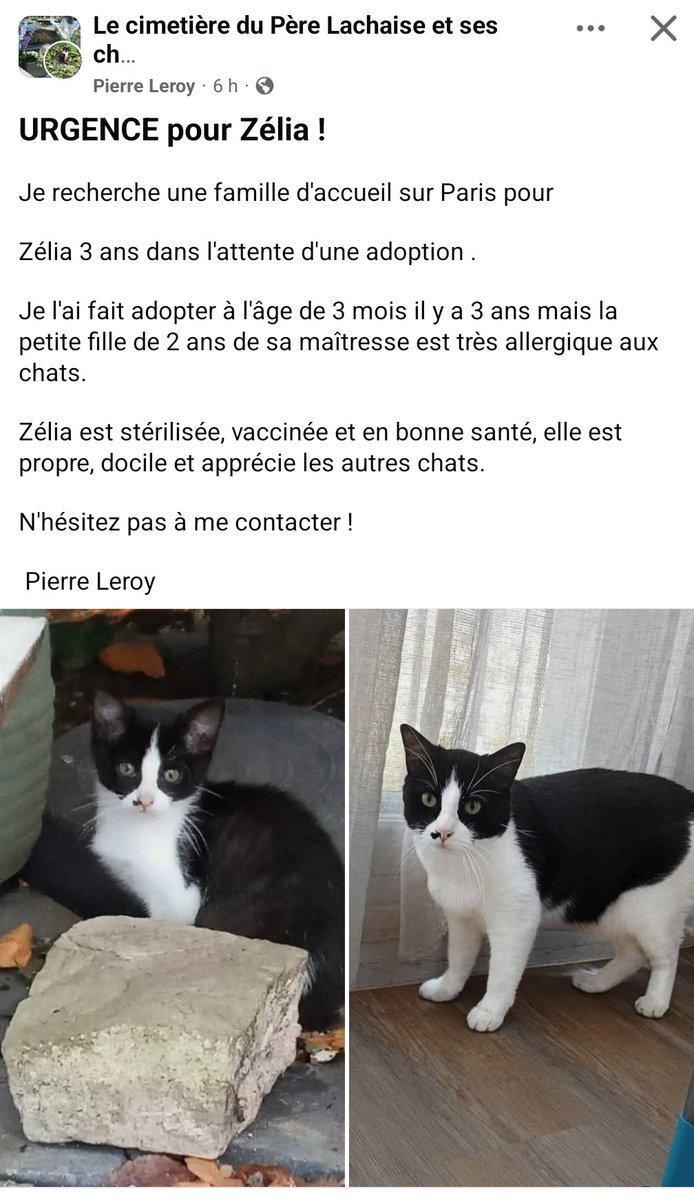 Loovenelle's tweet photo. *** URGENT *** 
Source :  le cimetière du Père-Lachaise et ses chats
https://t.co/ONg6jkVIS7 https://t.co/6fvGJA1s1C