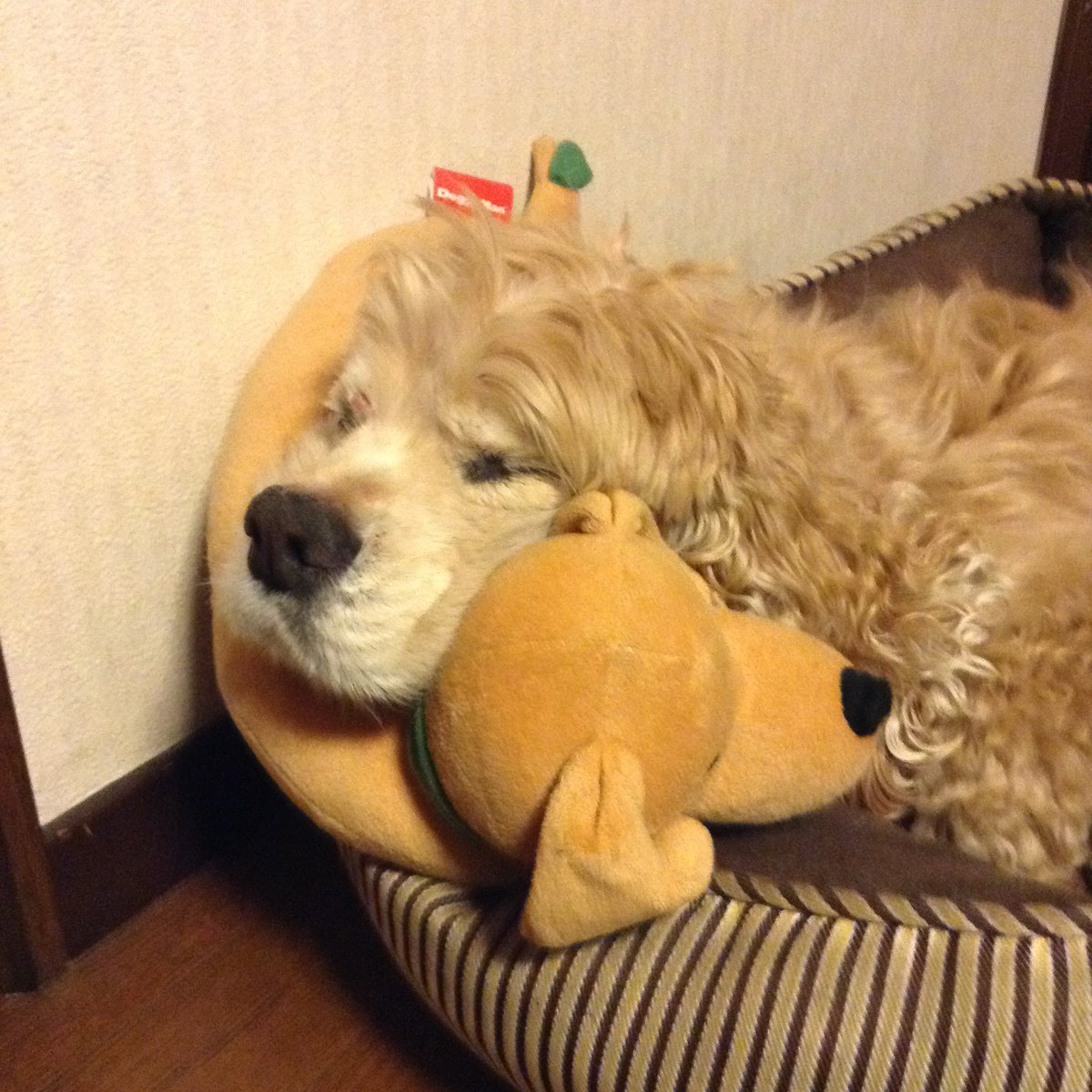 natsukamotoya's tweet photo. ワンちゃん達が平穏無事に今日一日過ごせますように🍀🐶🍀

闘病しているワンちゃんが回復して体調良く過ごせますように🍀
老犬たちが穏やかな時間を過ごせますように🍀
介護する飼い主さんもお疲れが出ませんように🍀

迷子のワンちゃんが飼い主さんの元に帰れますように🍀

暑さにも気をつけてね🍀 https://t.co/TgJO2aziD5