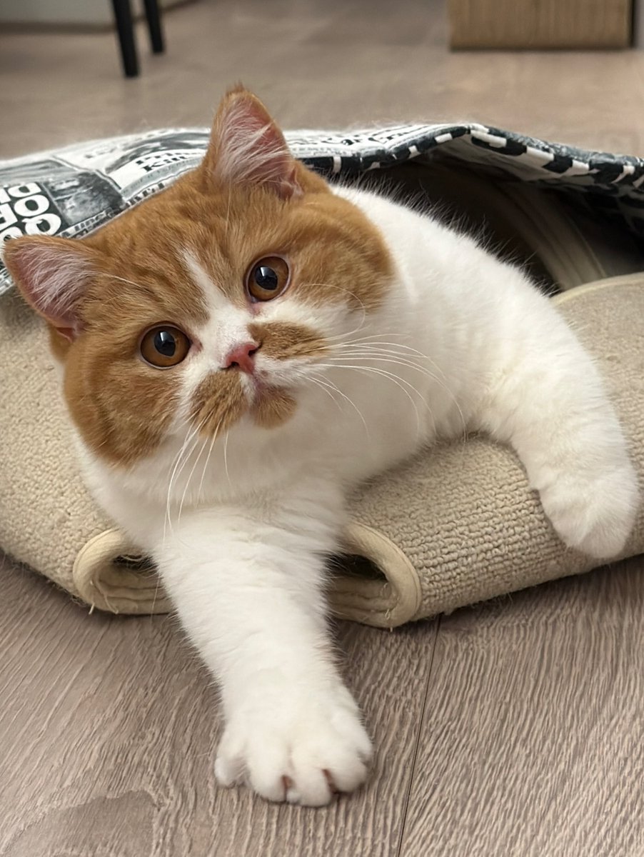 TinyWhiskersX's tweet photo. https://t.co/rMhYBGP3mu