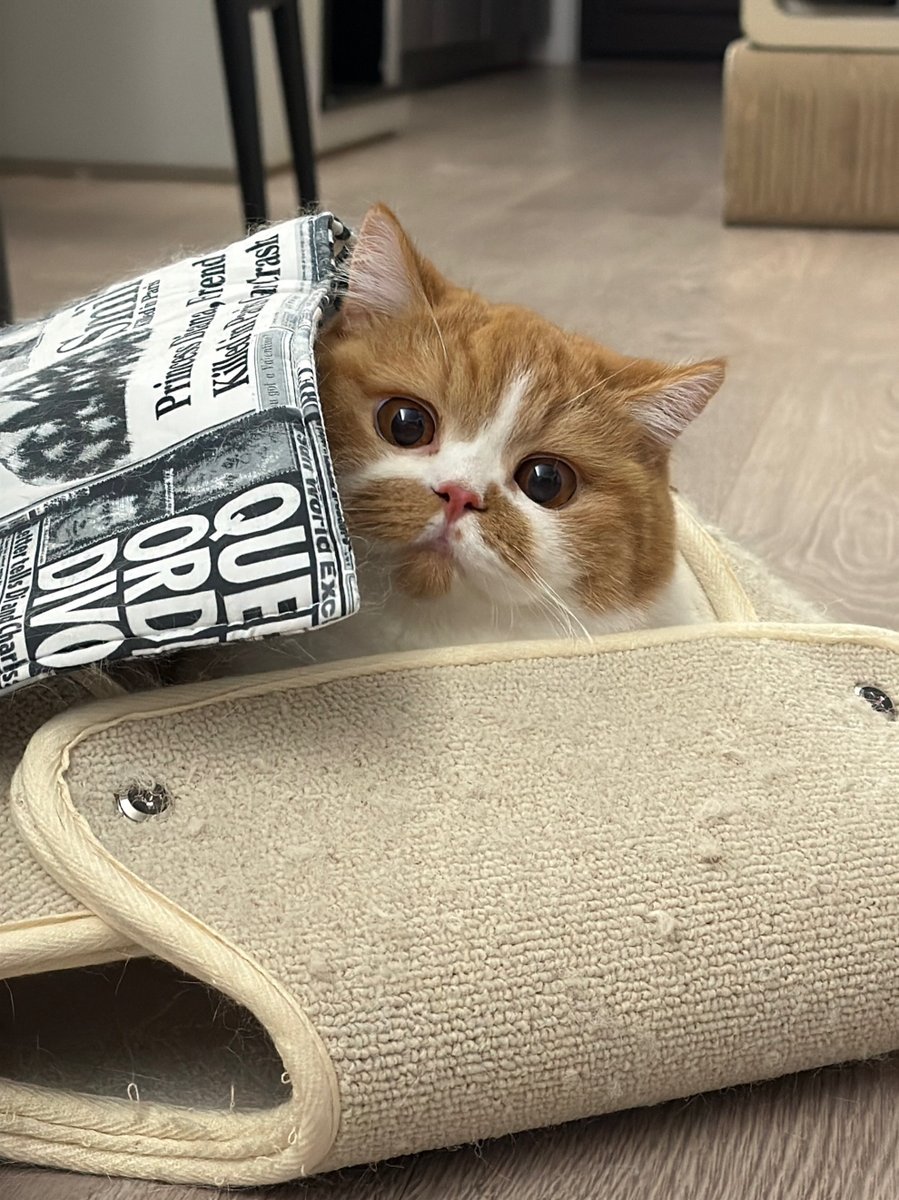 TinyWhiskersX's tweet photo. https://t.co/rMhYBGP3mu