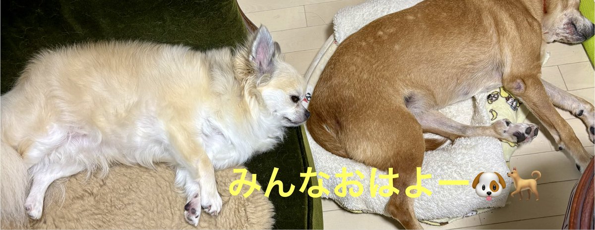 AAmerrymo's tweet photo. 今朝の🩷🩷

おはようございます♪

シンクロしている姉犬🐕弟犬🐶

姉犬🐕のお尻がボクの目の前に👀😤
目が覚めちゃったよ😠
みんなおはよー☀️（弟犬🐶）

もう金曜日ですね✨
今日も良い一日を♡
皆様ごきげんよう😊

#チワワ　#紀州犬 https://t.co/PKWKWu9YDt