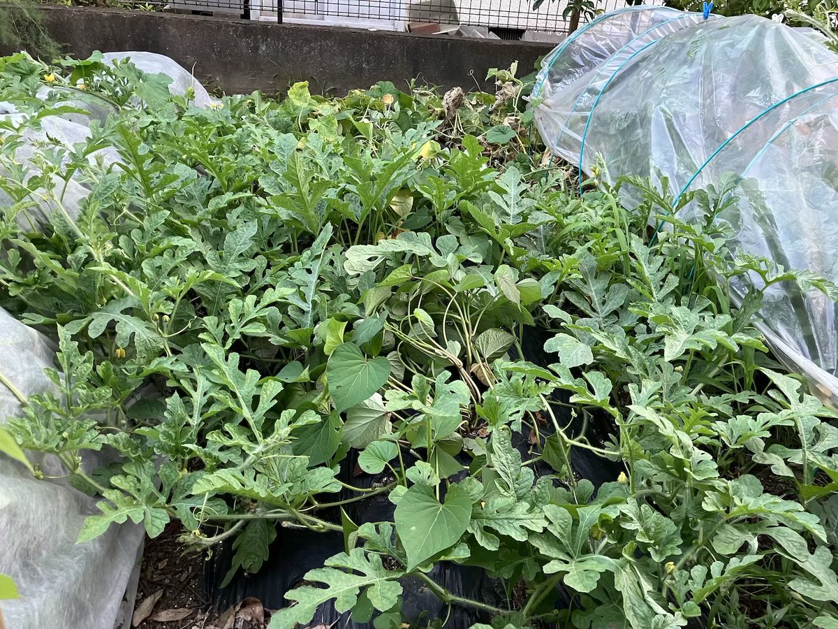 amanatsubrog's tweet photo. スイカはつるはのびてますが雌花がつきません。
日照が足りてないのかな…？
#家庭菜園　#スイカ https://t.co/KZFaXxVHhT