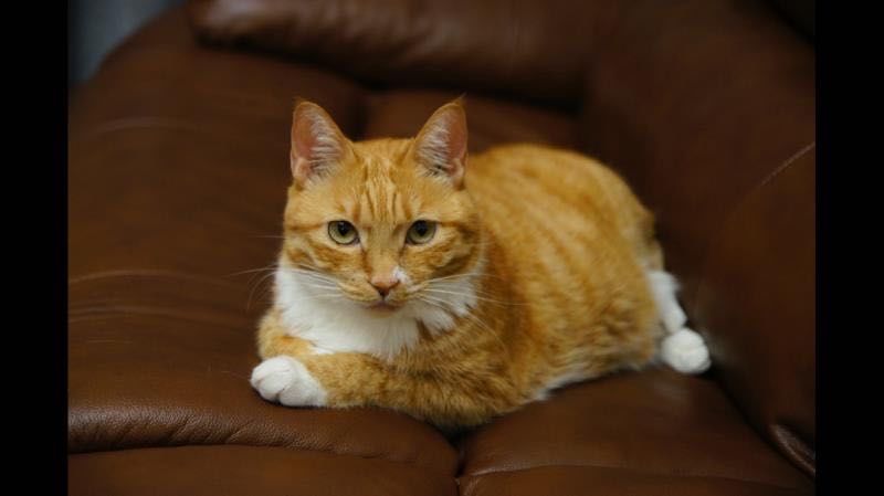 1Kachalka's tweet photo. Just caught my cat using my duster to swat dust bunnies under the sofa – turns out we’re both leveling up the deep clean today https://t.co/f9RENhTycW