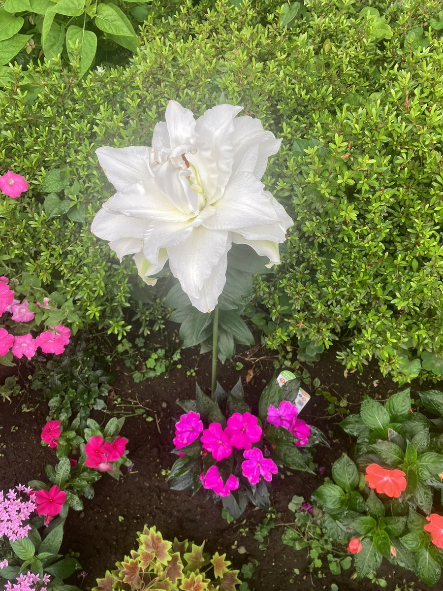 daichan_ay's tweet photo. 7月10日（金曜日）晴れ
おはようございます。
いよいよ梅雨があけたような気がしてなりません。
今日も最高気温は34度と猛暑日一歩手前です。
熱中症に気をつけて過ごしましょう。 https://t.co/GydN07aBSk