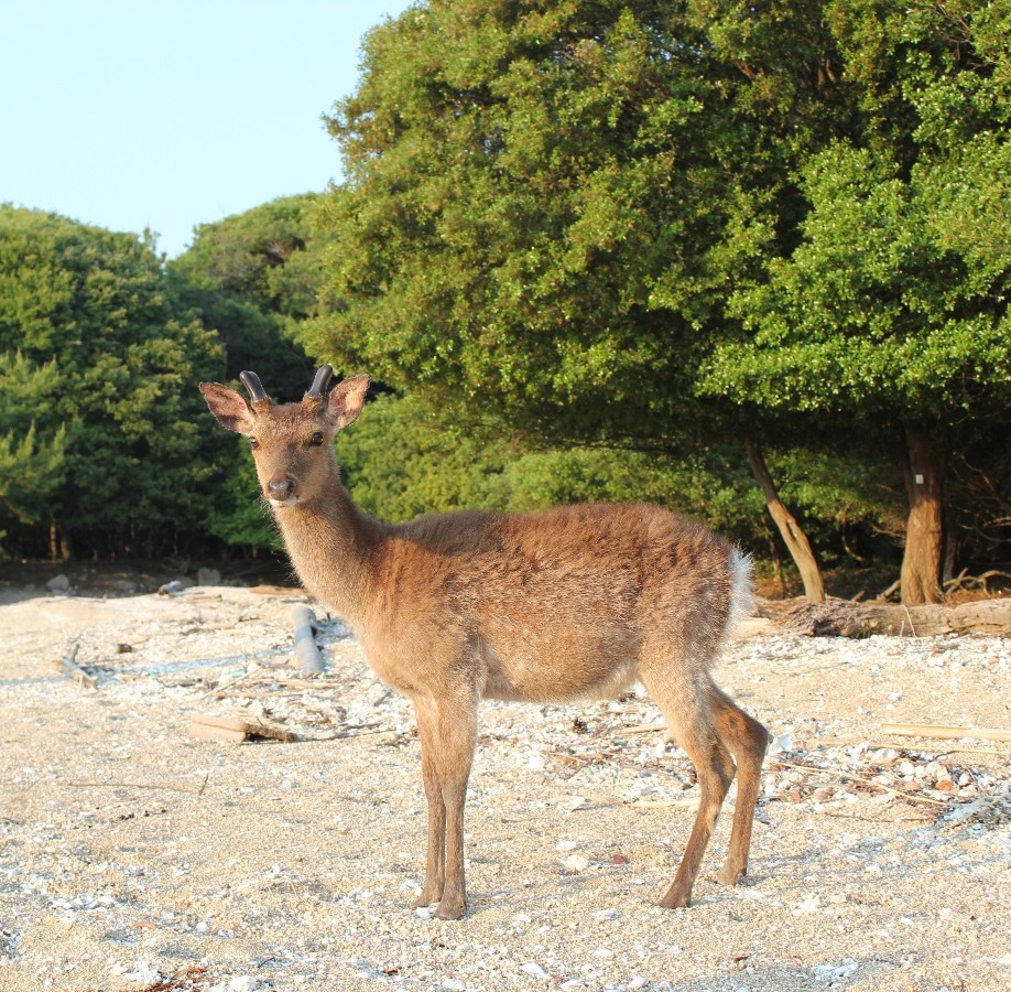skane_Fukushima's tweet photo. なにかとシカが話題のようですね。忙しくて追えてなはないんですが。
７月２６日（日）の１９時から全日本鹿協会のオンラインイベント 「遺伝子からわかるシカのこと」でお話をさせて頂きます。参加費無料ですので、興味のある方は以下のフォームからぜひお申込みください！
https://t.co/1NATwKb7sc https://t.co/BrSDQB7eqV