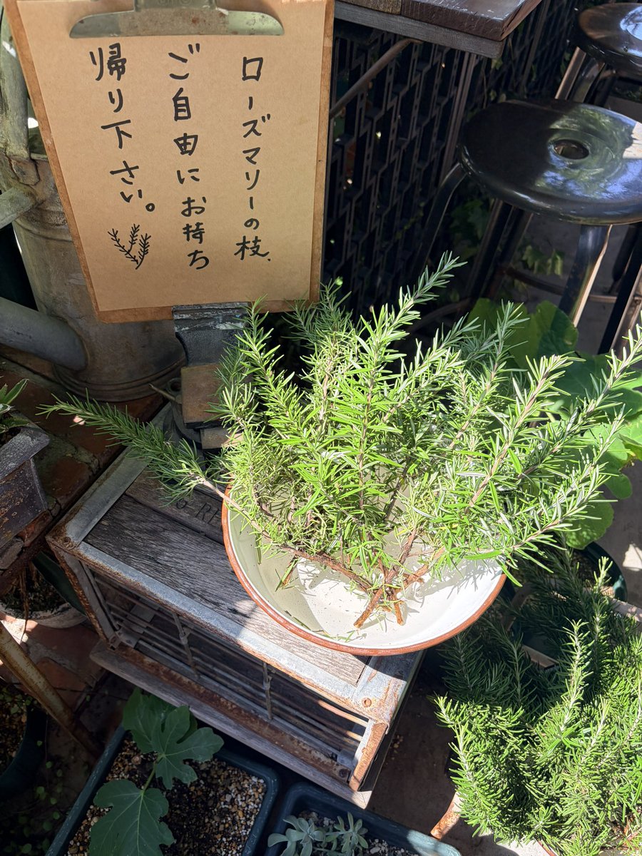 min_cury's tweet photo. 2026.07.09
爽やかな風を心に吹かせる

1.お礼とお土産
ツマガリは間違いないだろうな関西マインド🎁夏パッケージもかわいい

2.ローズマリー
いただいてきた！香りがとてもよい🥰

3. 心斎橋
ミャク様の聖地と化しておられた
いつきてもインバウンドがお凄い

#3goodthings https://t.co/tEaTGIOKZE