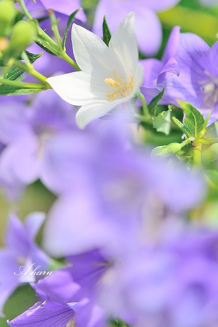 FnS6_b's tweet photo. おはようございます😊🌿 https://t.co/7tNbs55wSh