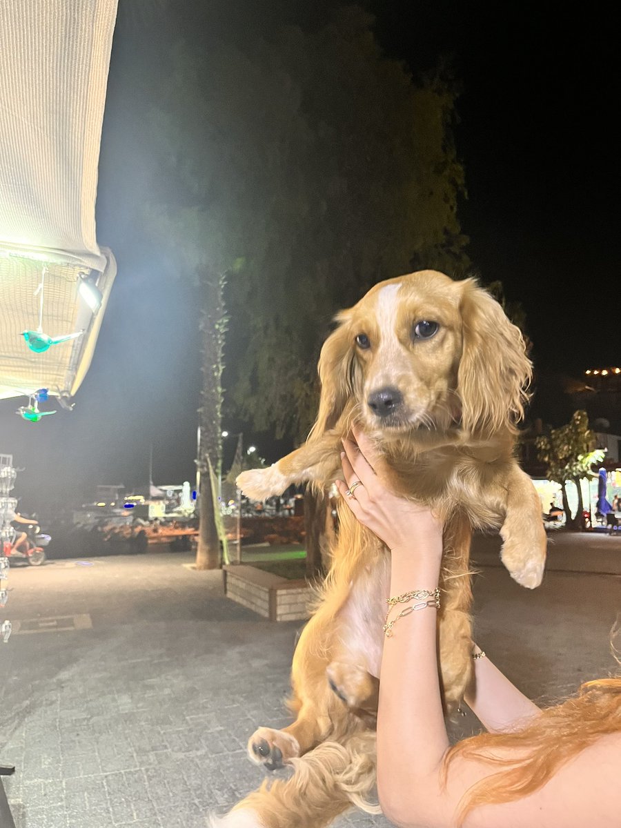 eskhayvansever's tweet photo. Marmaris/Turunç ta böyle bir ufaklık var dişi. Sahibinin tasmayla getirip parka terkettiğini görenler olmuş. 3 gündür deli gibi sahibini arıyor pek uysal sakin bir kız çok da korkmuş. Yuva olmak isteyen kimse çıkar mı ? Nakil konusunu ben hallederim https://t.co/N4NaIX6U0A
