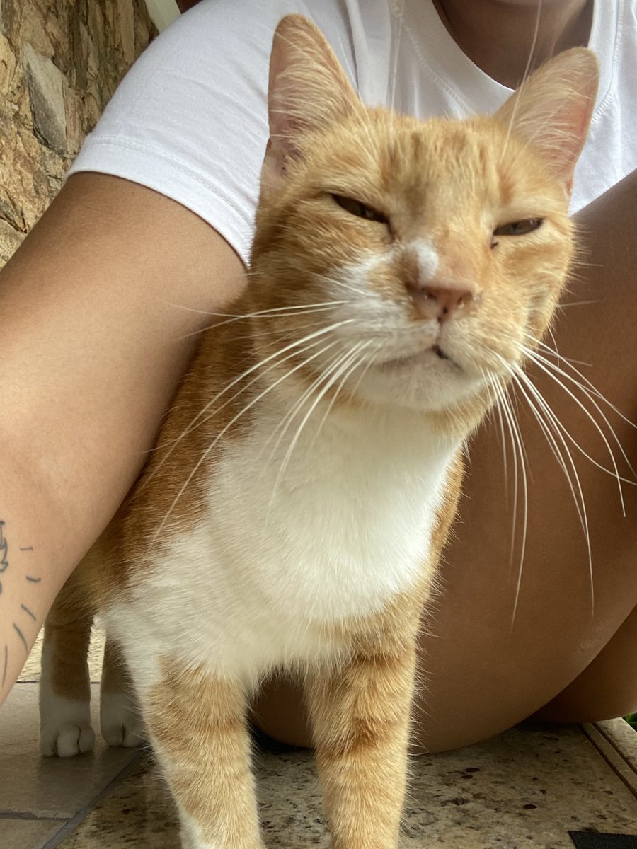 catarln's tweet photo. todo gripado entupido fudido sem conseguir respirar com pulga pedindo carinho pra qulquer um que passava na rua   // todo mimado come churu todo dia https://t.co/5XnZs5tj3i