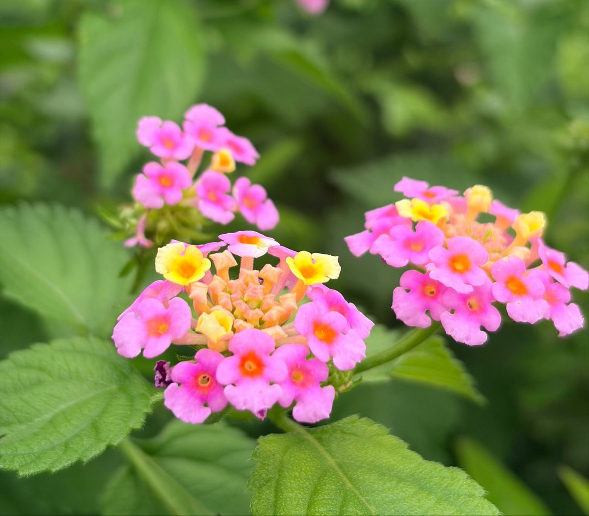min_cury's tweet photo. おはようございます🌿

金曜日、セロトニンチャージな朝
広がる青空が心に余裕をくれる感覚
よい一日をお過ごしください🕊️

#イマソラ
#TLを花でいっぱいにしよう https://t.co/fMLekM8wED