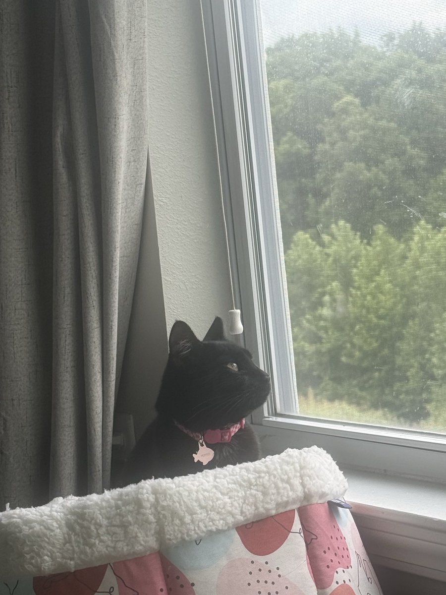 NaviTheKittyBoy's tweet photo. …when will mom return home from war…? (she’s at work) https://t.co/ic1BRk1gdB