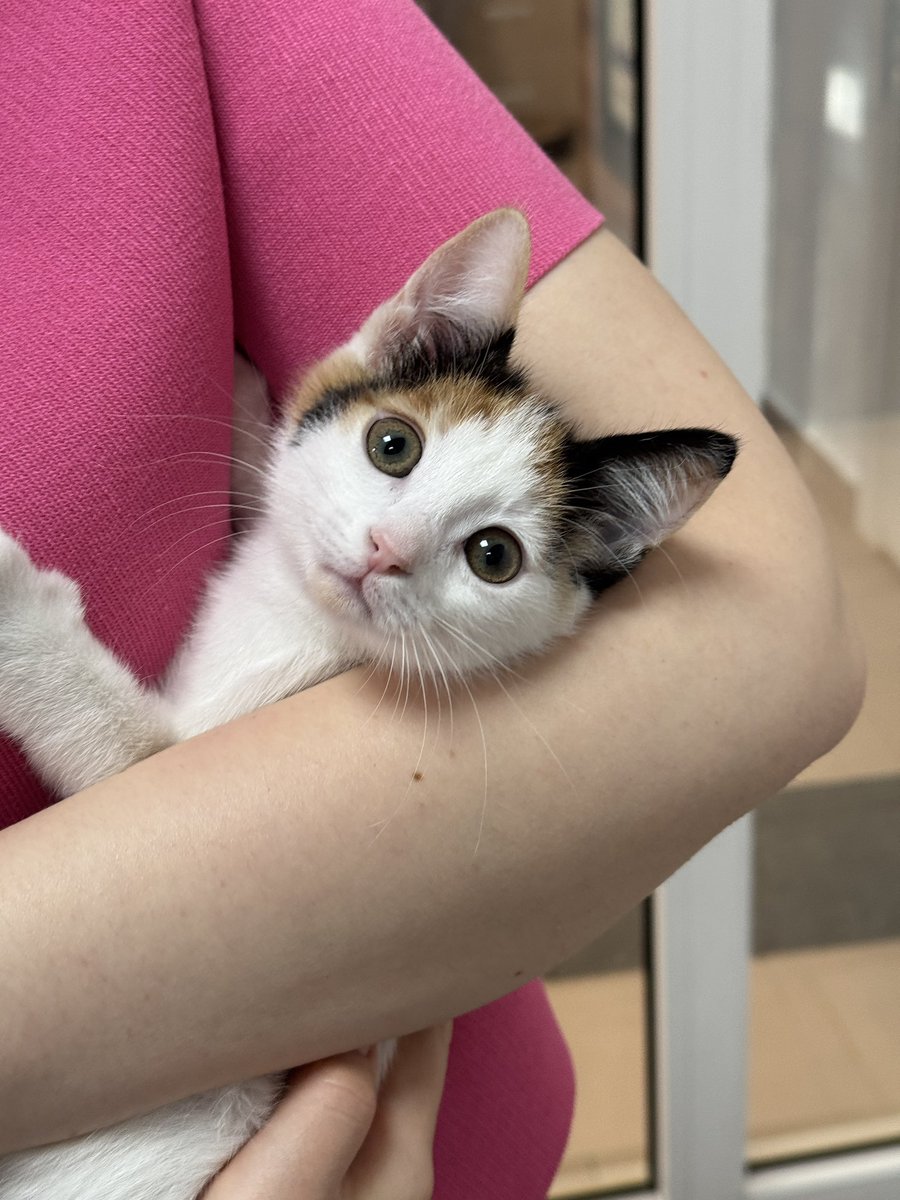 mistiksmom's tweet photo. 🚨 ÇOK ACİL YUVA ARIYORLAR
Evin babası çok ses yapıyorlar diye BANYO’ya kapatmış yuva bulamazlarsa sokağa gidecekler. 
🐱 3.5 aylık/ 2 dişi, 1 erkek.
🐱 Evde doğdular.
🐱 Lütfen öncelikle WhatsApp’tan kendinizi tanıtan bir mesaj gönderiniz.
🐱 Ankara içi yuva
0507 846 78 01 https://t.co/a04Og61poU