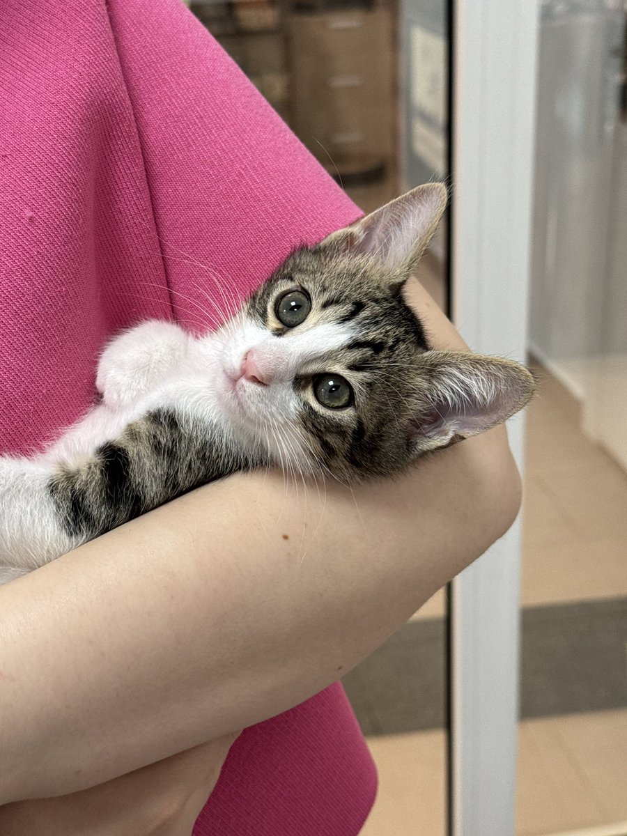 mistiksmom's tweet photo. 🚨 ÇOK ACİL YUVA ARIYORLAR
Evin babası çok ses yapıyorlar diye BANYO’ya kapatmış yuva bulamazlarsa sokağa gidecekler. 
🐱 3.5 aylık/ 2 dişi, 1 erkek.
🐱 Evde doğdular.
🐱 Lütfen öncelikle WhatsApp’tan kendinizi tanıtan bir mesaj gönderiniz.
🐱 Ankara içi yuva
0507 846 78 01 https://t.co/a04Og61poU