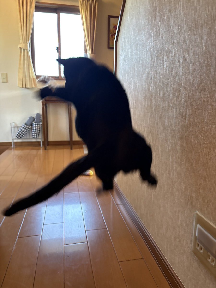sarami_2023's tweet photo. サラミのジャンプパンチ🤜
お腹も揺れてます😂 https://t.co/7W7QnxHobh