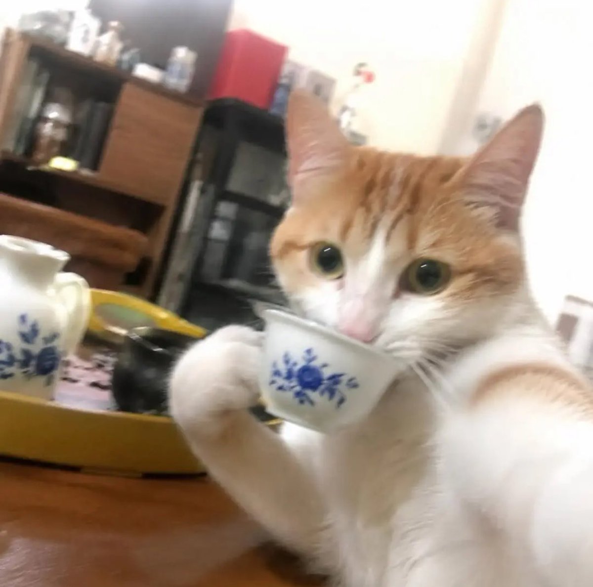gatinarios's tweet photo. https://t.co/kxgcFg8jdt