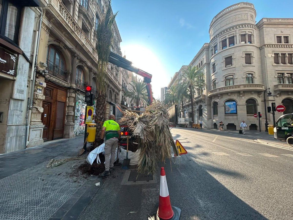 MncGCS's tweet photo. 🌴Reponemos 5 ejemplares de palmeras datileras en la Calle de las Barcas que ocuparán los alcorques cuyos ejemplares fueron abatidos por motivos de seguridad, y de este modo, se recupera la alineación histórica de la vía. https://t.co/27itw4P19z