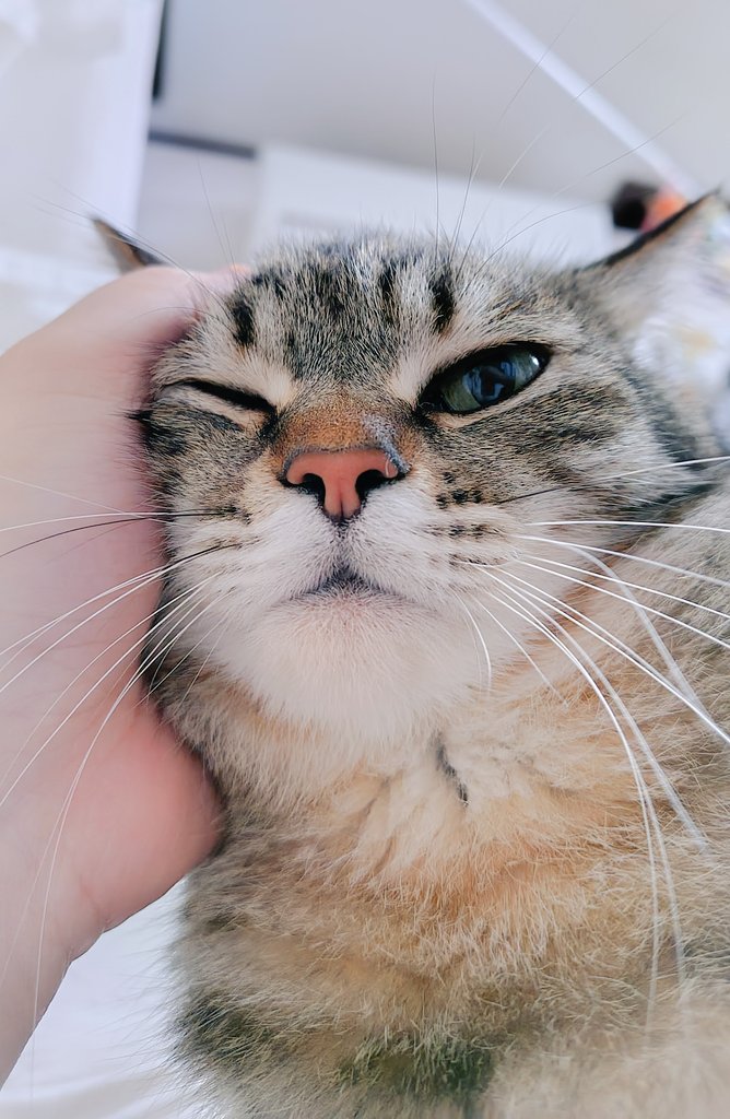 cat_56chan's tweet photo. おはよ〜ﾆﾄﾞﾈｰへの誘惑 https://t.co/fiPW4fdnAM