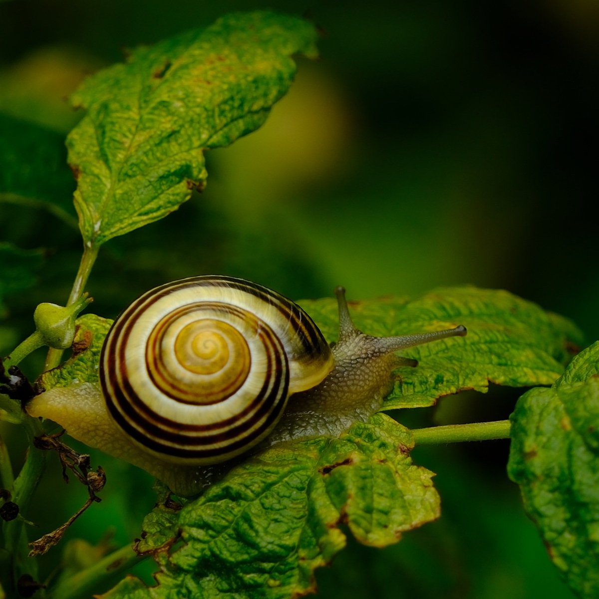 PiotrFotoW's tweet photo. Grove Snail (Cepaea nemoralis)
#molluscs
📷 Fujifilm XS20
📷 Tamron 18-300 https://t.co/W6KOq8LoM1