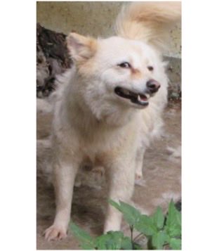 fukushiyamesagi's tweet photo. 🆘緊急🆘#収容犬
公表期限7/10(金)
7/1(水)茨城県潮来市茂木
白♀雑種犬×3
📲茨城県動物指導センター🙇🏻‍♂️#だっぺ帝国
迷い犬迷子保護雑種ミックスイヌいぬメスクリーム千葉香取稲敷神栖鹿嶋鉾田行方十二橋駅延方水郷あやめ園らーめん純輝蔵cafe氷菓ふわり二本松寺県民の森本店みやもと食堂 #道の駅いたこ

🚨「メス」「体格/中」「首輪/無」とされる、白い犬3頭が同じ地域(潮来市茂木)より収容されています‼
🚨️飼い主様、関係者様は大至急お迎えをお願いいたします🙏🏻
🚨収容犬にお心当たりのある方は大至急、センター迄ご連絡をお願いいたします📲🙇🏻‍♂️

♦️公表期限後も収容継続中の動物達は、センターHP『収容中の動物たち』よりご確認ください🙏🏻(※ センター登録の団体様やボランティア様により引き出されている場合や、期限後に飼い主様のお迎えがあった場合は掲載されません。迷子探しでご不明な点はセンター迄お問い合わせください🙇🏻‍♂️)⏩https://t.co/bL237Y3DZd

※センターへのご連絡は迷子探しのご用件のみでお願いいたします🙏🏻

🟢この子たちのセンター名は『ナッツ』ちゃん・『ミルク』ちゃん・『ココ』ちゃん🐕🐕🐕センター収容の動物は公示満了(公表期限)後、センター登録の団体様、ボランティア様経由で里親様になれます🏡🐕🐈‍⬛🍀✨

♦️人慣れしていない子でも、ボランティア様や団体様に引き出され、お家で家族として暮らす為の訓練をしている子達もいます🐕🐈‍⬛

♦️シェルターや預かり様の所で1頭分のスペースが空けば、また1頭引き出せます。

『chie_kudo1122(センター登録個人ボランティア)』様Instagram
⏩https://t.co/6ZC9Veyc4c

◎26-0401〜26-0403迄3頭全て、公示には種類『雑種』 毛色『白』* 性別『メス』** 体格『中』首輪『無』*** と記載されています🐕🐕🐕

＊公示掲載画像の動物は、撮影・再生条件、被毛・皮膚の濡れ・汚れ、或いは傷病等により色合いや印象が逸走当時とは違って見える場合があります。また毛色・毛柄等の認識・表現は個人の感覚等により異なる為、収容中の犬が公示記載毛色の「白」としてではなく、薄茶、クリーム、ベージュ、或いは白い犬、白犬等として捜索されている可能性もあります。収容犬の特徴の詳細はセンター迄お問い合わせください📲🙇🏻‍♂️

＊＊収容動物は長毛、傷病、或いは興奮等により、性別の確認が困難な場合があり、公示記載の性別が後日訂正される可能性もあります。正確な情報はセンター迄お問い合わせください📲🙏🏻

＊＊＊首輪・ハーネス等は放浪中に外れた可能性もあり、跡が残っている場合もあります。詳細はセンター迄お問い合わせください📲🙇🏻‍♂️

⚠️公示にはマイクロチップに関する記載はありません。詳細はセンター迄お問い合わせください📲🙏🏻

⚠️⚠️傷病等の有無・状態、収容状況等についてはセンター迄お問い合わせください📲🙇🏻‍♂️

◎迷子動物は市区町村境・都県境等を越境して収容される場合もあります❗️

◎公示に記載がなく、掲載画像からも不明な収容動物の特徴等についてはセンター迄お問い合わせください📲🙏🏻

◎収容動物は長期放浪等の影響による容姿の変化、或いは首輪等の脱落、色柄・形状等の経年劣化、放浪中の他者による装着等の可能性があります。公示に掲載画像がある場合でも、撮影・再生条件、被毛・皮膚の濡れ・汚れ・傷病等により動物の目の色や毛柄等の特徴、或いは経年劣化等により首輪等の色柄・形状等が逸走当時とは違って見える可能性があります。またリンクのミス等により掲載画像に別の個体や装着品が表示されるケースも稀に見られます。公示記載情報、或いは掲載画像からの印象と、動物の逸走当時の容姿、装着品との多少の差異に拘らずセンターでのご確認をお願いいたします🙇🏻‍♂️

保健医療部動物指導センター保護指導課
〒309-1606 茨城県笠間市日沢47
電話番号：0296-72-1200
FAX番号：0296-72-2271
平日8：30～17：15(土日祝祭日を除く)

センターが保護している犬猫 
⏩https://t.co/1YMcEStlt1

収容中の動物たち
⏩https://t.co/bL237Y3DZd

動物指導センターの紹介
⏩https://t.co/UYpwIhJo2i

【26-0401 】(センター名ナッツ/メス/画像左)

【26-0402】(センター名ミルク/メス/画像右上)

【26-0403】(センター名ココ/メス/画像右下)