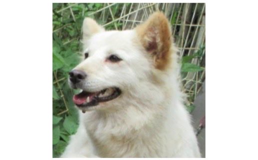 fukushiyamesagi's tweet photo. 🆘緊急🆘#収容犬
公表期限7/10(金)
7/1(水)茨城県潮来市茂木
白♀雑種犬×3
📲茨城県動物指導センター🙇🏻‍♂️#だっぺ帝国
迷い犬迷子保護雑種ミックスイヌいぬメスクリーム千葉香取稲敷神栖鹿嶋鉾田行方十二橋駅延方水郷あやめ園らーめん純輝蔵cafe氷菓ふわり二本松寺県民の森本店みやもと食堂 #道の駅いたこ

🚨「メス」「体格/中」「首輪/無」とされる、白い犬3頭が同じ地域(潮来市茂木)より収容されています‼
🚨️飼い主様、関係者様は大至急お迎えをお願いいたします🙏🏻
🚨収容犬にお心当たりのある方は大至急、センター迄ご連絡をお願いいたします📲🙇🏻‍♂️

♦️公表期限後も収容継続中の動物達は、センターHP『収容中の動物たち』よりご確認ください🙏🏻(※ センター登録の団体様やボランティア様により引き出されている場合や、期限後に飼い主様のお迎えがあった場合は掲載されません。迷子探しでご不明な点はセンター迄お問い合わせください🙇🏻‍♂️)⏩https://t.co/bL237Y3DZd

※センターへのご連絡は迷子探しのご用件のみでお願いいたします🙏🏻

🟢この子たちのセンター名は『ナッツ』ちゃん・『ミルク』ちゃん・『ココ』ちゃん🐕🐕🐕センター収容の動物は公示満了(公表期限)後、センター登録の団体様、ボランティア様経由で里親様になれます🏡🐕🐈‍⬛🍀✨

♦️人慣れしていない子でも、ボランティア様や団体様に引き出され、お家で家族として暮らす為の訓練をしている子達もいます🐕🐈‍⬛

♦️シェルターや預かり様の所で1頭分のスペースが空けば、また1頭引き出せます。

『chie_kudo1122(センター登録個人ボランティア)』様Instagram
⏩https://t.co/6ZC9Veyc4c

◎26-0401〜26-0403迄3頭全て、公示には種類『雑種』 毛色『白』* 性別『メス』** 体格『中』首輪『無』*** と記載されています🐕🐕🐕

＊公示掲載画像の動物は、撮影・再生条件、被毛・皮膚の濡れ・汚れ、或いは傷病等により色合いや印象が逸走当時とは違って見える場合があります。また毛色・毛柄等の認識・表現は個人の感覚等により異なる為、収容中の犬が公示記載毛色の「白」としてではなく、薄茶、クリーム、ベージュ、或いは白い犬、白犬等として捜索されている可能性もあります。収容犬の特徴の詳細はセンター迄お問い合わせください📲🙇🏻‍♂️

＊＊収容動物は長毛、傷病、或いは興奮等により、性別の確認が困難な場合があり、公示記載の性別が後日訂正される可能性もあります。正確な情報はセンター迄お問い合わせください📲🙏🏻

＊＊＊首輪・ハーネス等は放浪中に外れた可能性もあり、跡が残っている場合もあります。詳細はセンター迄お問い合わせください📲🙇🏻‍♂️

⚠️公示にはマイクロチップに関する記載はありません。詳細はセンター迄お問い合わせください📲🙏🏻

⚠️⚠️傷病等の有無・状態、収容状況等についてはセンター迄お問い合わせください📲🙇🏻‍♂️

◎迷子動物は市区町村境・都県境等を越境して収容される場合もあります❗️

◎公示に記載がなく、掲載画像からも不明な収容動物の特徴等についてはセンター迄お問い合わせください📲🙏🏻

◎収容動物は長期放浪等の影響による容姿の変化、或いは首輪等の脱落、色柄・形状等の経年劣化、放浪中の他者による装着等の可能性があります。公示に掲載画像がある場合でも、撮影・再生条件、被毛・皮膚の濡れ・汚れ・傷病等により動物の目の色や毛柄等の特徴、或いは経年劣化等により首輪等の色柄・形状等が逸走当時とは違って見える可能性があります。またリンクのミス等により掲載画像に別の個体や装着品が表示されるケースも稀に見られます。公示記載情報、或いは掲載画像からの印象と、動物の逸走当時の容姿、装着品との多少の差異に拘らずセンターでのご確認をお願いいたします🙇🏻‍♂️

保健医療部動物指導センター保護指導課
〒309-1606 茨城県笠間市日沢47
電話番号：0296-72-1200
FAX番号：0296-72-2271
平日8：30～17：15(土日祝祭日を除く)

センターが保護している犬猫 
⏩https://t.co/1YMcEStlt1

収容中の動物たち
⏩https://t.co/bL237Y3DZd

動物指導センターの紹介
⏩https://t.co/UYpwIhJo2i

【26-0401 】(センター名ナッツ/メス/画像左)

【26-0402】(センター名ミルク/メス/画像右上)

【26-0403】(センター名ココ/メス/画像右下)