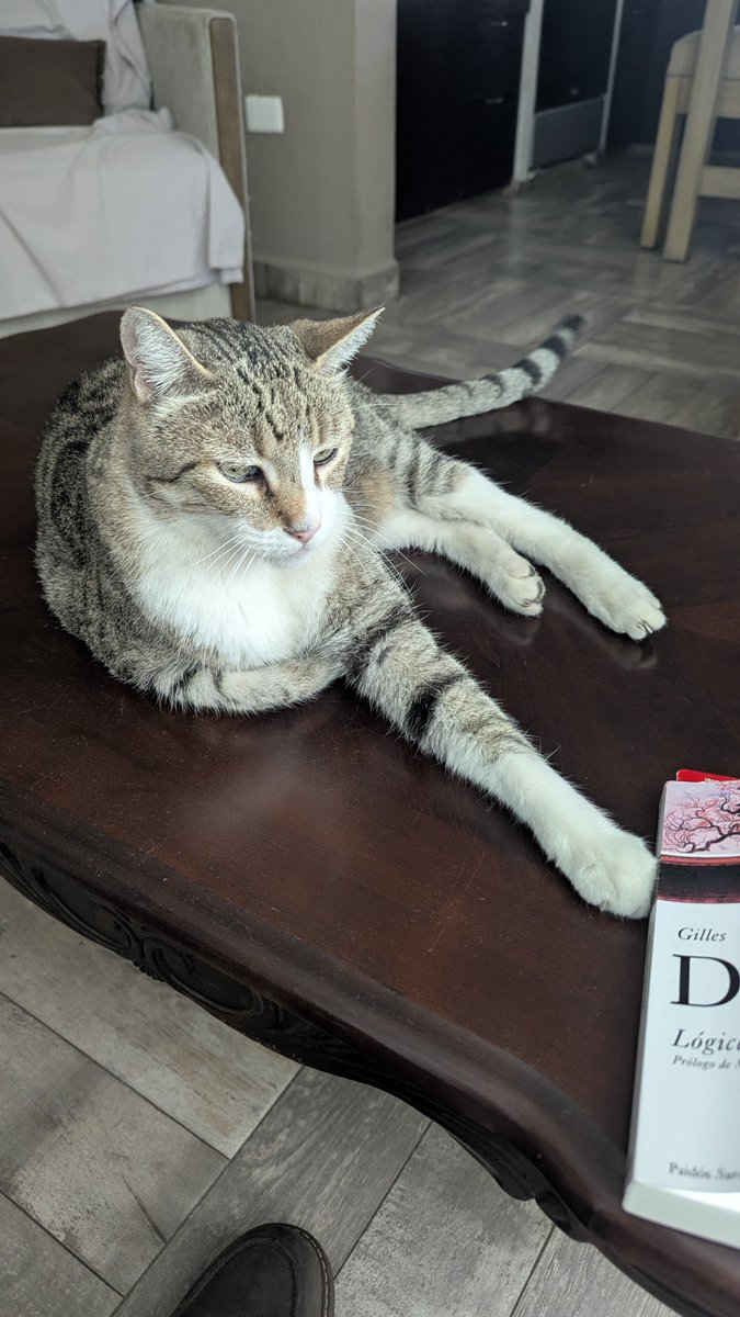 ClearConcealed's tweet photo. Gato deleuziano https://t.co/k0XcjoDBqQ