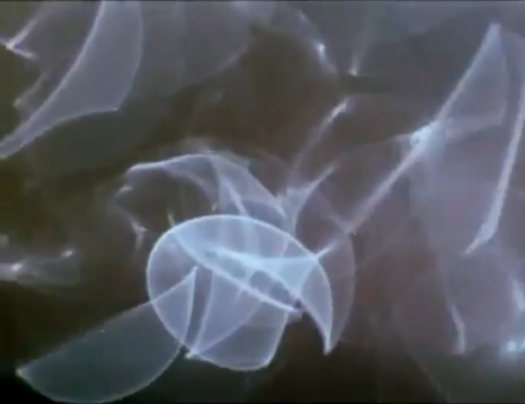 angelscy_com's tweet photo. comingled containers, 1996 directed by stan brakhage. https://t.co/GLq29VAxnI