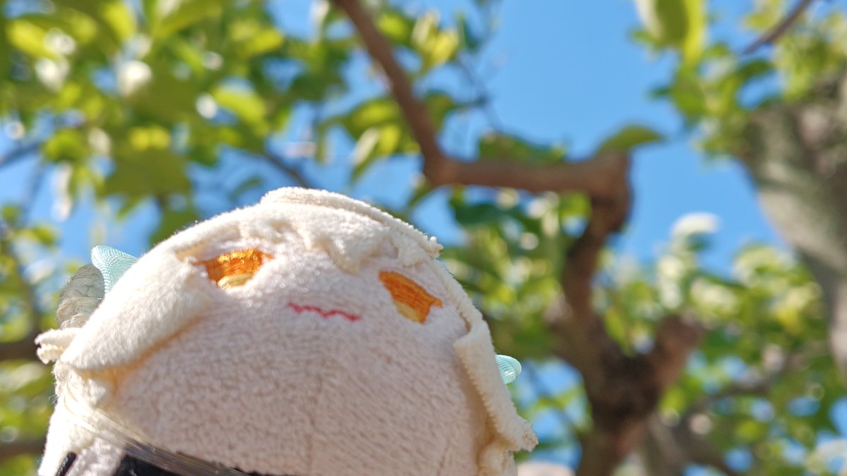 yakiguri03's tweet photo. きんようび はれだよ

とつぜんのなつ まぁ7がつも3ぶんの1すぎるもんね なつのあおぞらはきもちいいけどきおんはひかえめにしてくれるとうれしい らいしゅうは37どだって つらいね ぜんぜんひかえめじゃないや ことしのなつはすずしめってきいたきがするんだけどきのせいだったのかな🦁 https://t.co/7Z8TdAT1z3