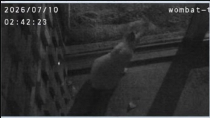 non00129's tweet photo. #五月山動物園
 #リク
 #ウォンバット
リクくんの部屋の外に猫さん来てました🐱
寝てたリクくんをガン見👀
起きたリクくんびっくりして移動
ついてくるにゃんこ🐈
長いことリクくん見てから去っていきました😊 https://t.co/woUXq24KIp